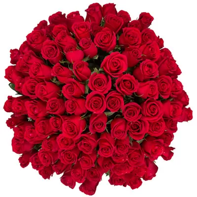 100 rosas rojas