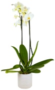 orquidea-viva-en-maceta