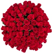 100-rosas-rojas